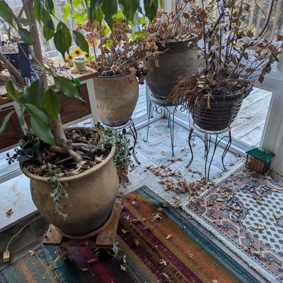 Large Plastic Pots With Stands & Plants/Trees