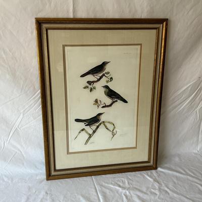 Hand Printed & Colored “Warbler & Wren” Restrike Engraving (LR-ES)
