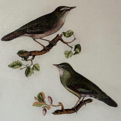 Hand Printed & Colored “Warbler & Wren” Restrike Engraving (LR-ES)