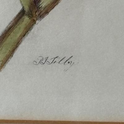 Hand Printed & Colored “Warbler & Wren” Restrike Engraving (LR-ES)