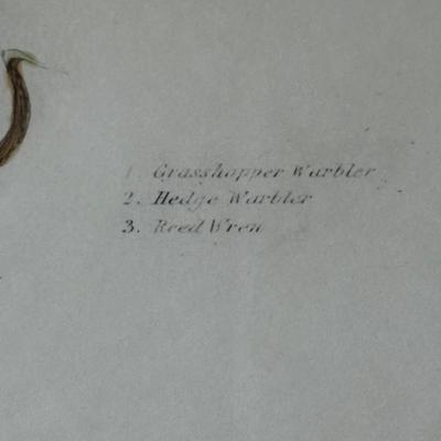 Hand Printed & Colored “Warbler & Wren” Restrike Engraving (LR-ES)