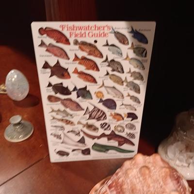 SEASHELLS, GLASS FISH AND MORE