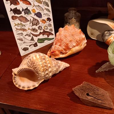 SEASHELLS, GLASS FISH AND MORE