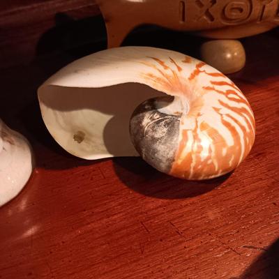 SEASHELLS, GLASS FISH AND MORE