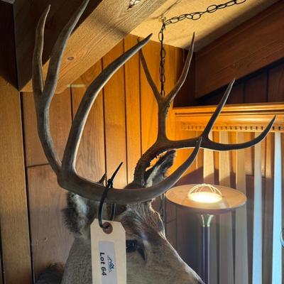 Mule Deer Shoulder Mount Taxidermy Piece
