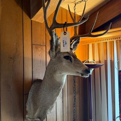 Mule Deer Shoulder Mount Taxidermy Piece