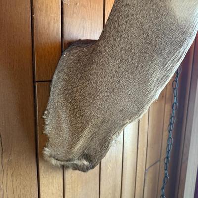 Mule Deer Shoulder Mount Taxidermy Piece