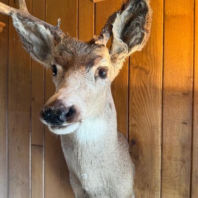 Mule Deer Shoulder Mount Taxidermy Piece