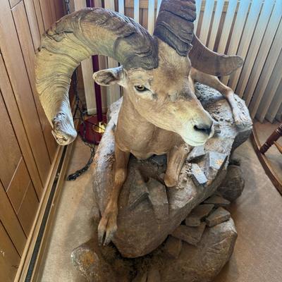 Big Horn Sheep mount laying on rock like base - Nice Taxidermy work