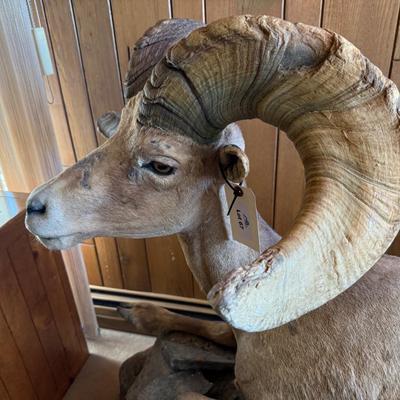 Big Horn Sheep mount laying on rock like base - Nice Taxidermy work