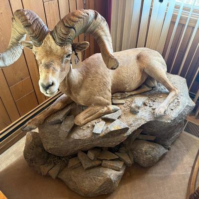 Big Horn Sheep mount laying on rock like base - Nice Taxidermy work
