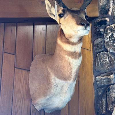 Pronghorn Antelope shoulder mount Taxidermy