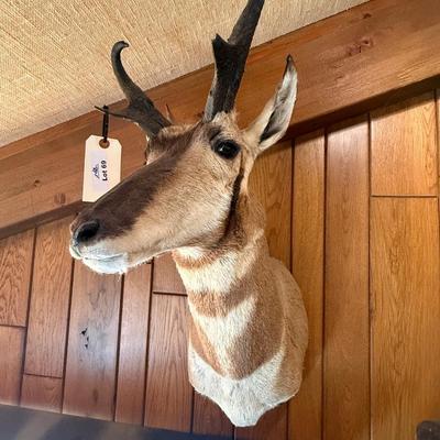 Pronghorn Antelope shoulder mount Taxidermy