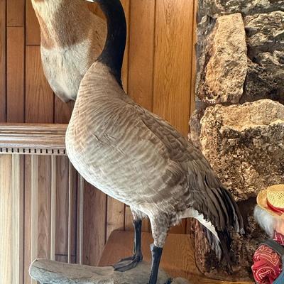 Sale Photo Thumbnail #236: Goose taxidermy piece as shown