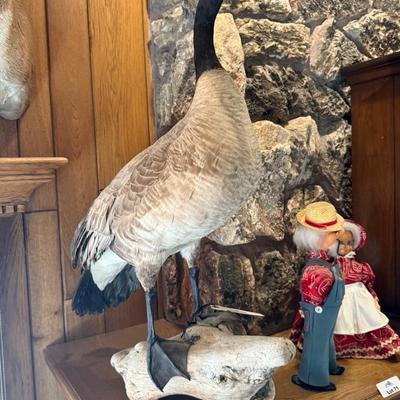 Standing Canada Goose mount on wood base