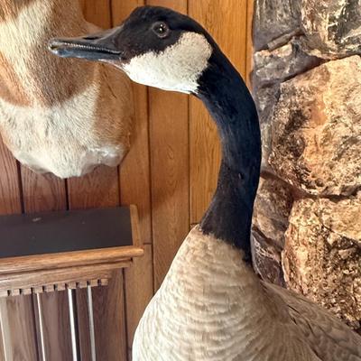 Standing Canada Goose mount on wood base