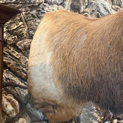 Huge full rack Elk Mount Taxidermy