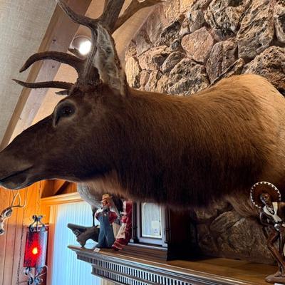 Sale Photo Thumbnail #252: Huge forward facing Elk as shown - Very large taxidermy piece