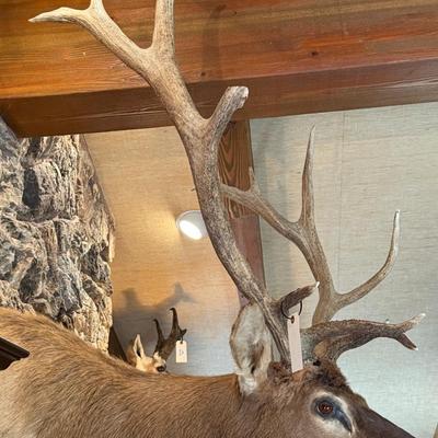 Huge full rack Elk Mount Taxidermy