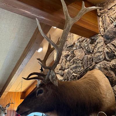 Huge full rack Elk Mount Taxidermy
