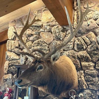 Huge full rack Elk Mount Taxidermy