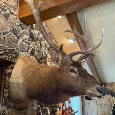Huge full rack Elk Mount Taxidermy