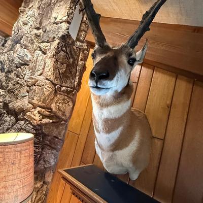 Nice Pronghorn Antelope mount