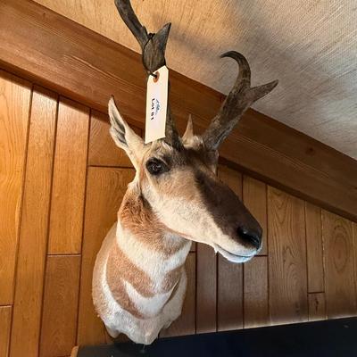Nice Pronghorn Antelope mount