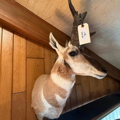Nice Pronghorn Antelope mount