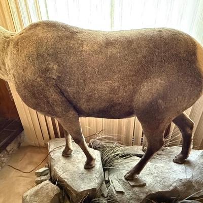 Standing Bighorn Sheep Taxidermy piece on stone like table