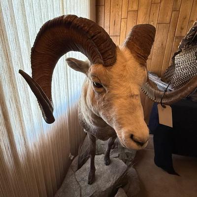 Standing Bighorn Sheep Taxidermy piece on stone like table
