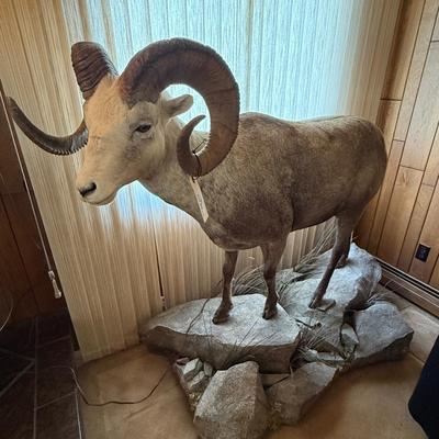 Standing Bighorn Sheep Taxidermy piece on stone like table