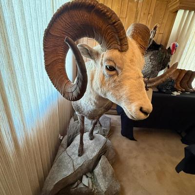 Standing Bighorn Sheep Taxidermy piece on stone like table