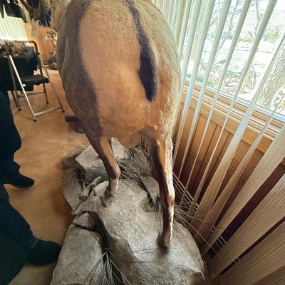 Standing Bighorn Sheep Taxidermy piece on stone like table