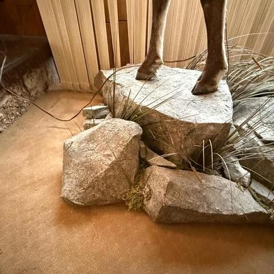 Standing Bighorn Sheep Taxidermy piece on stone like table