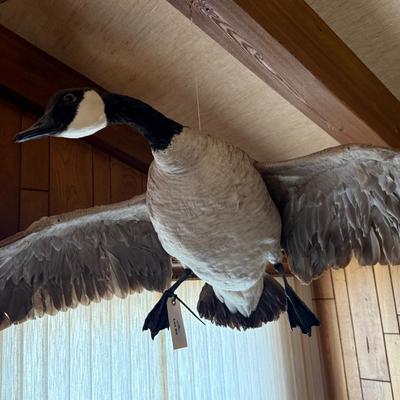 In Flight looking Canada Goose taxidermy piece