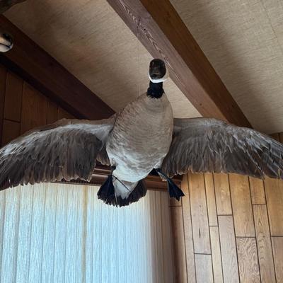 In Flight looking Canada Goose taxidermy piece