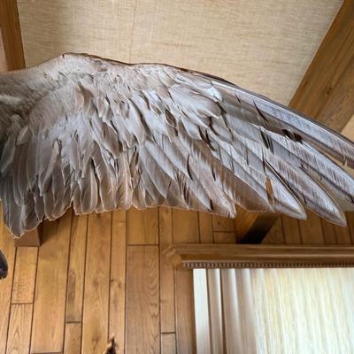 In Flight looking Canada Goose taxidermy piece