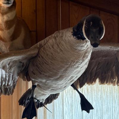 In Flight looking Canada Goose taxidermy piece