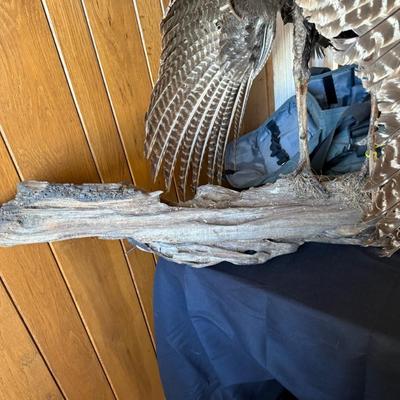 Standing large Turkey Taxidermy mount on wood base