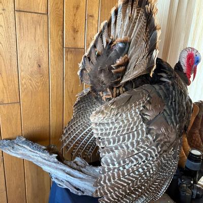 Standing large Turkey Taxidermy mount on wood base