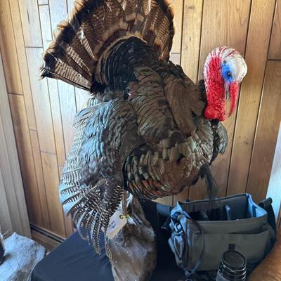 Standing large Turkey Taxidermy mount on wood base
