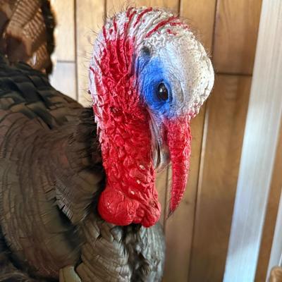 Standing large Turkey Taxidermy mount on wood base