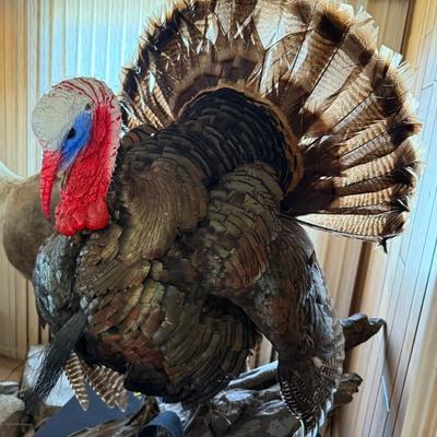 Standing large Turkey Taxidermy mount on wood base