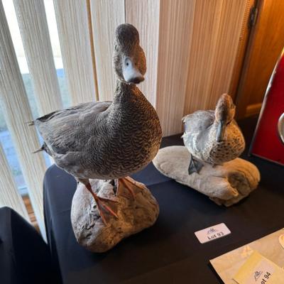 Pair of taxidermy ducks on wood stands