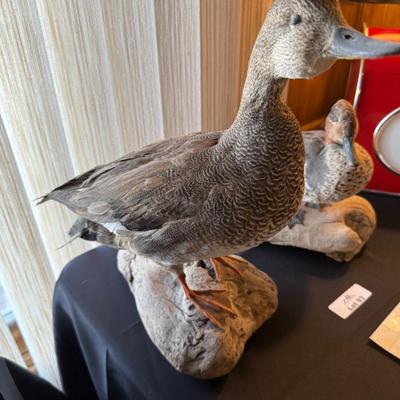 Pair of taxidermy ducks on wood stands
