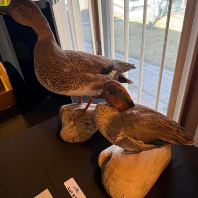 Pair of taxidermy ducks on wood stands
