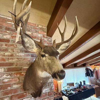 Gray colored Deer mount as shown
