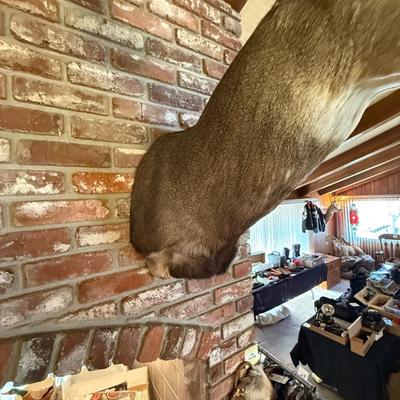 Gray colored Deer mount as shown