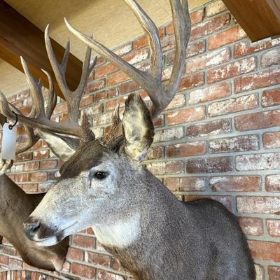 Gray colored Deer mount as shown